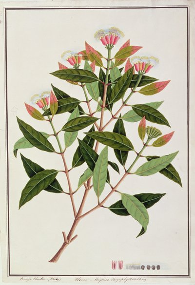 Boongo Chinkie (Malay), Eugenia Caryophyllatallen or Clove, from Drawings of Plants from Malacca, c.1805-18 by Chinese School